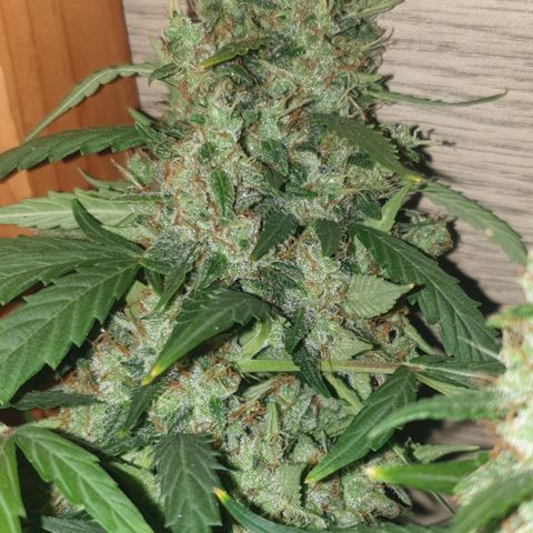 AmzXRedP 2 2025 growlog timeline photo