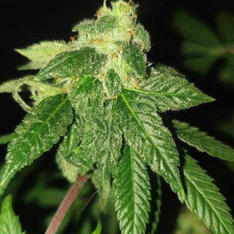 Unknown 1 2024/25 growlog timeline photo