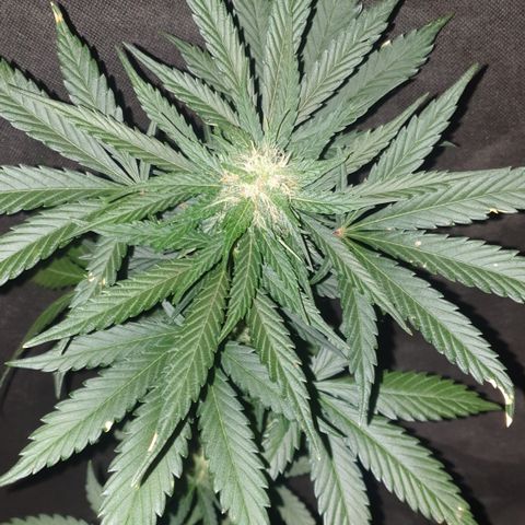 BlueDream 5 2025 growlog timeline photo