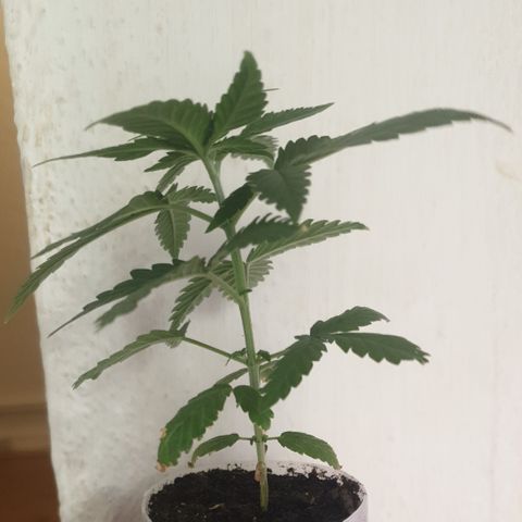 Special Q 2025 growlog timeline photo