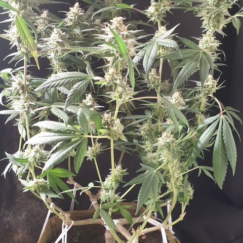 Blue Kush 3 2024/25 growlog timeline photo