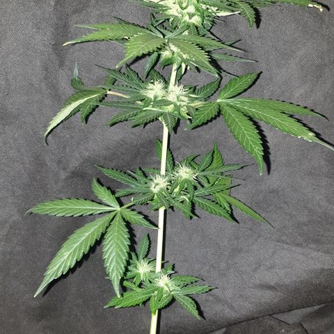 BlueDream 5 2025 growlog timeline photo