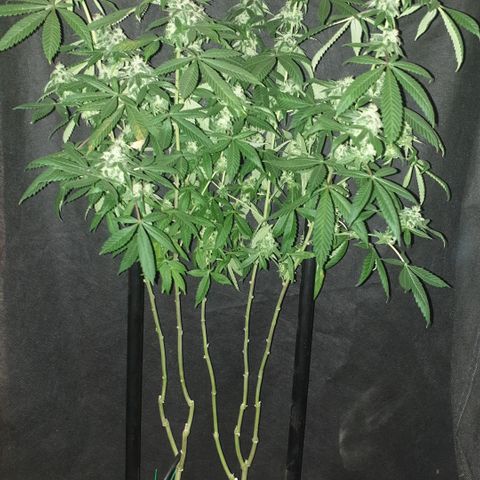 Unknown 1 2024/25 growlog timeline photo