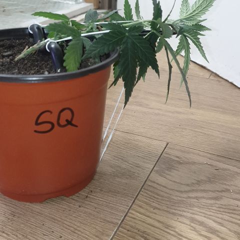 Special Q 2025 growlog timeline photo