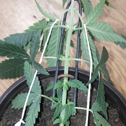 Special Q 2025 growlog timeline photo