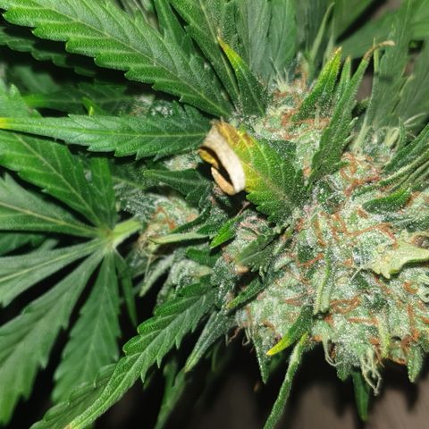 BlueDream 5 2025 growlog timeline photo