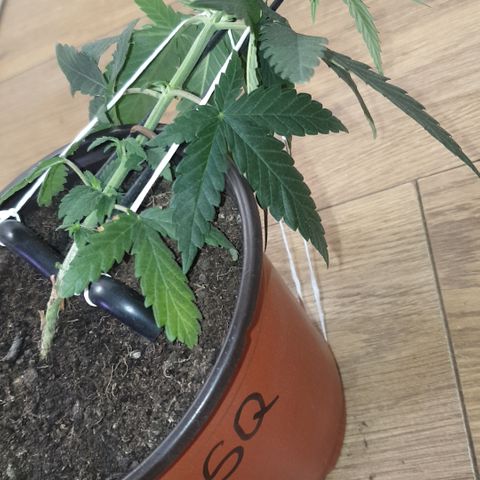 Special Q 2025 growlog timeline photo