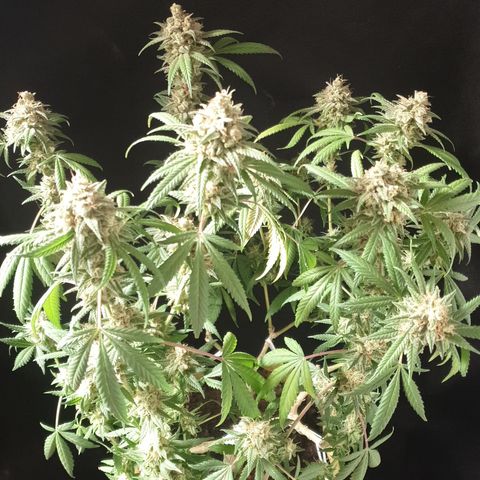 Blue Kush 3 2024/25 growlog timeline photo