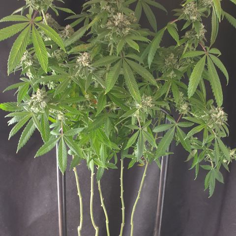 Unknown 1 2024/25 growlog timeline photo