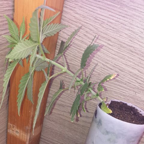 Special Q 2025 growlog timeline photo