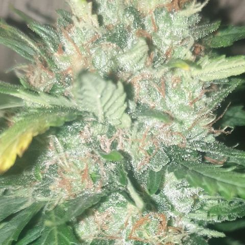 BlueDream 5 2025 growlog timeline photo