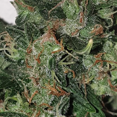 AmzXRedP 2 2025 growlog timeline photo