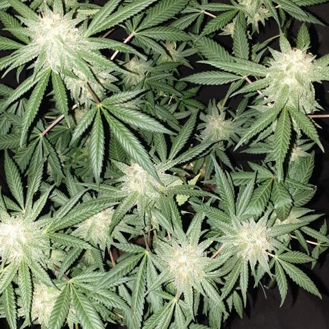 Blue Kush 3 2024/25 growlog timeline photo