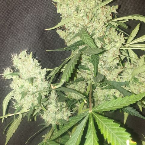 AmzXRedP 2 2025 growlog timeline photo