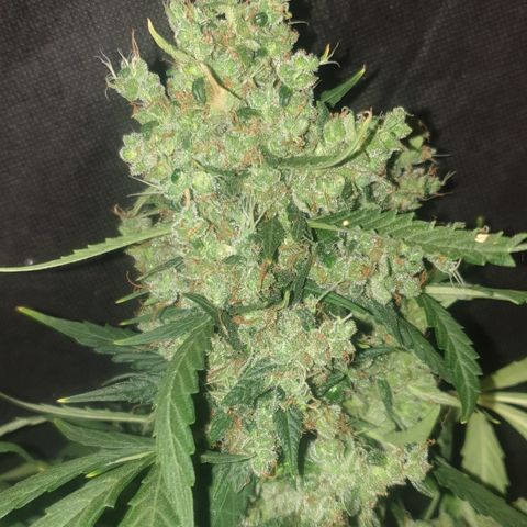 AmzXRedP 2 2025 growlog timeline photo