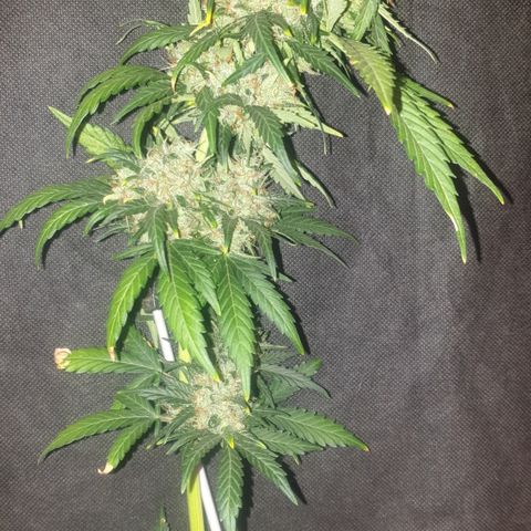 BlueDream 5 2025 growlog timeline photo