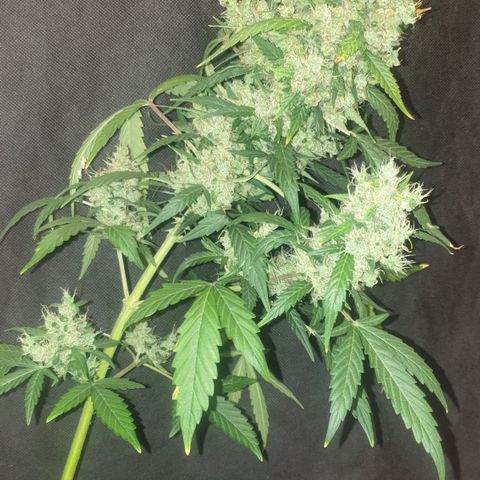 AmzXRedP 2 2025 growlog timeline photo
