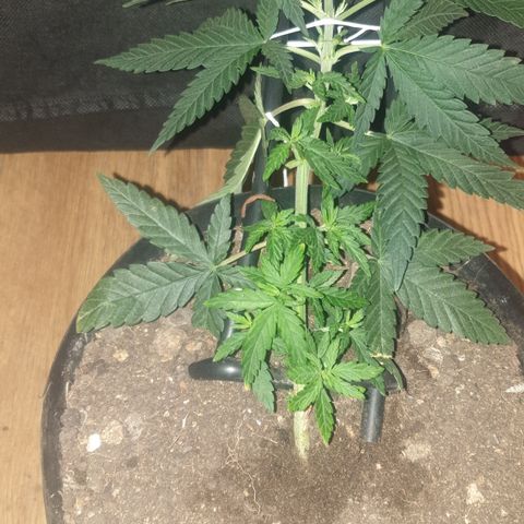 Special Q 2025 growlog timeline photo