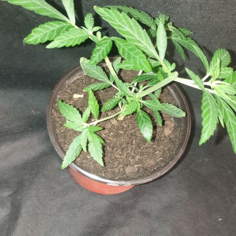 Blue kush 6 2025 growlog timeline photo