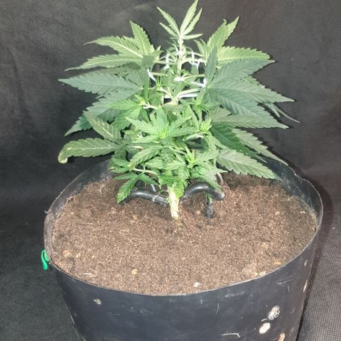 Special Q 2025 growlog timeline photo