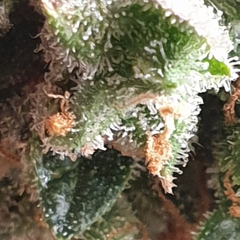 BlueDream 5 2025 growlog timeline photo