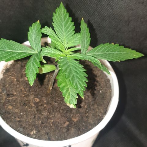 AmzXRedP 3 2025 growlog timeline photo