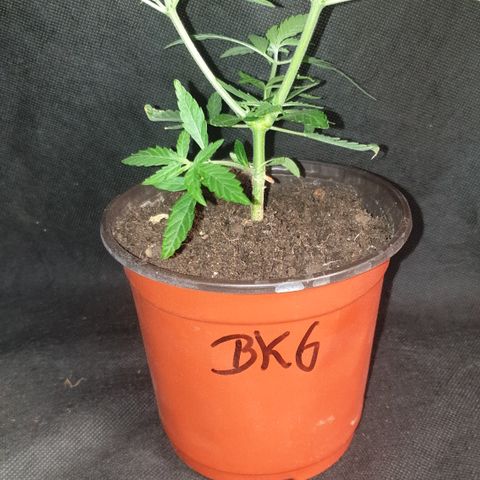 Blue kush 6 2025 growlog timeline photo