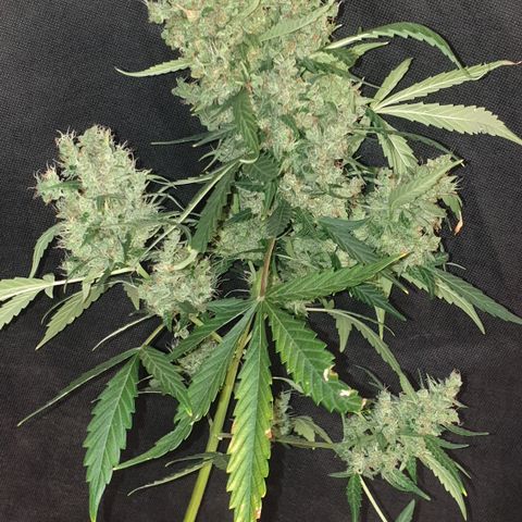 AmzXRedP 2 2025 growlog timeline photo