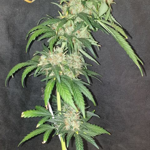 BlueDream 5 2025 growlog timeline photo