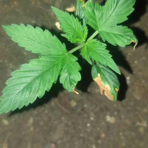 Cookies gelato 1 2025 growlog timeline photo