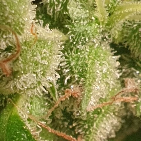 AmzXRedP 2 2025 growlog timeline photo