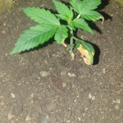 Cookies gelato 1 2025 growlog timeline photo