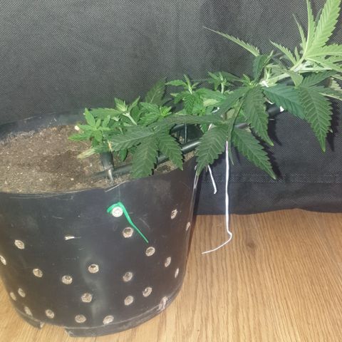 Special Q 2025 growlog timeline photo
