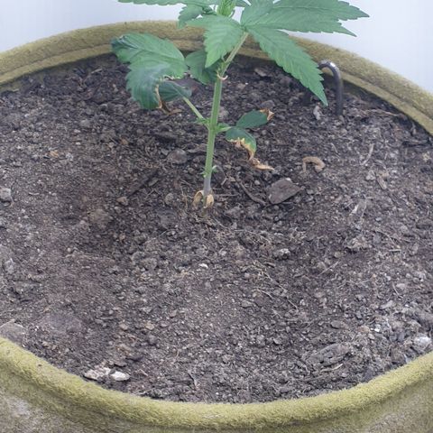 Cookies gelato 1 2025 growlog timeline photo