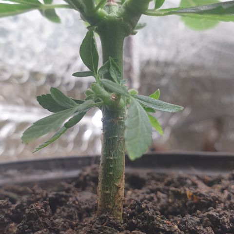 Blue kush 6 2025 growlog timeline photo