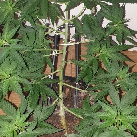 Special Q 2025 growlog timeline photo