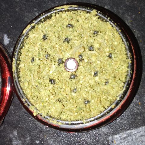 Blue Kush 3 2024/25 growlog timeline photo
