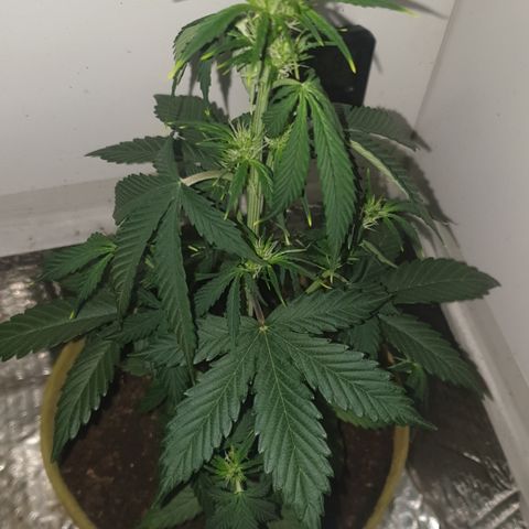 Cookies gelato 1 2025 growlog timeline photo