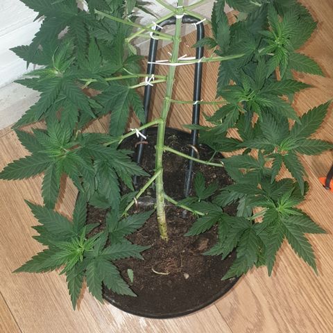 Special Q 2025 growlog timeline photo