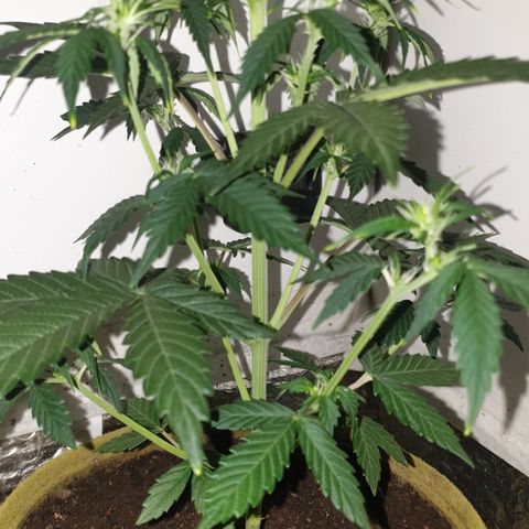 Cookies gelato 1 2025 growlog timeline photo