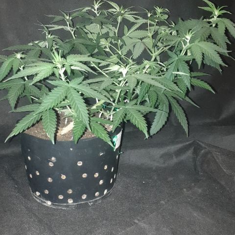 Special Q 2025 growlog timeline photo
