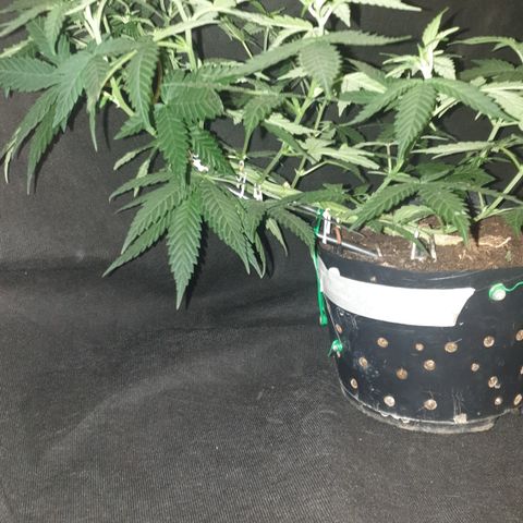 Special Q 2025 growlog timeline photo