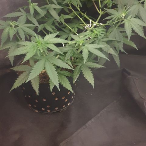 Special Q 2025 growlog timeline photo