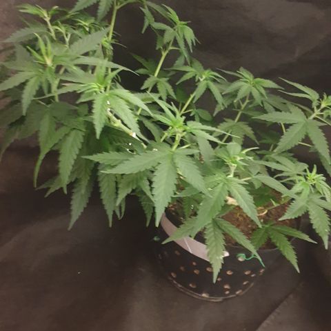 Special Q 2025 growlog timeline photo