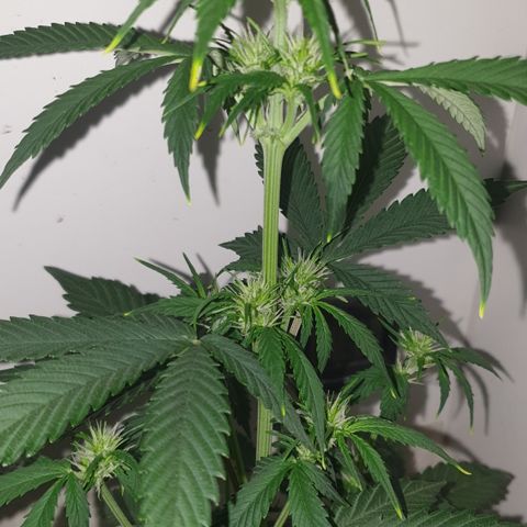 Cookies gelato 1 2025 growlog timeline photo