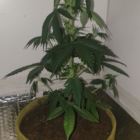 Cookies gelato 1 2025 growlog timeline photo