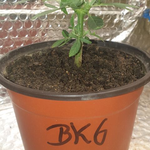 Blue kush 6 2025 growlog timeline photo