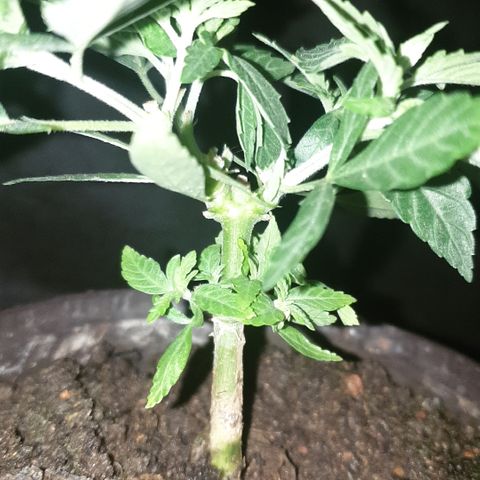 Blue kush 6 2025 growlog timeline photo