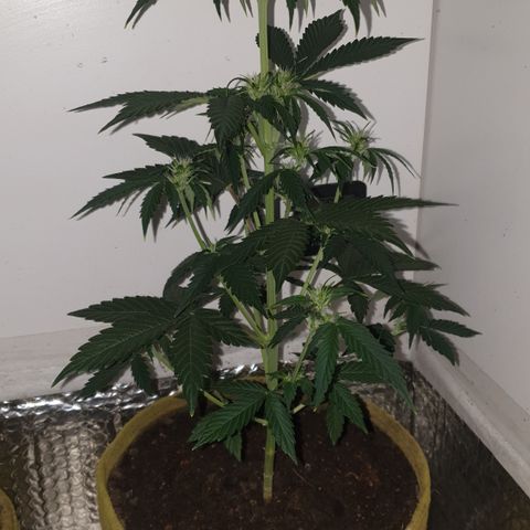 Cookies gelato 1 2025 growlog timeline photo