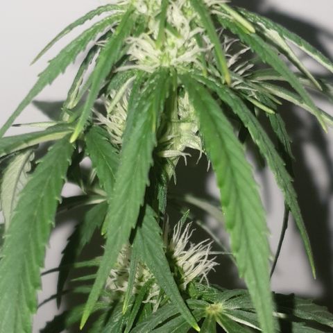 Cookies gelato 1 2025 growlog timeline photo